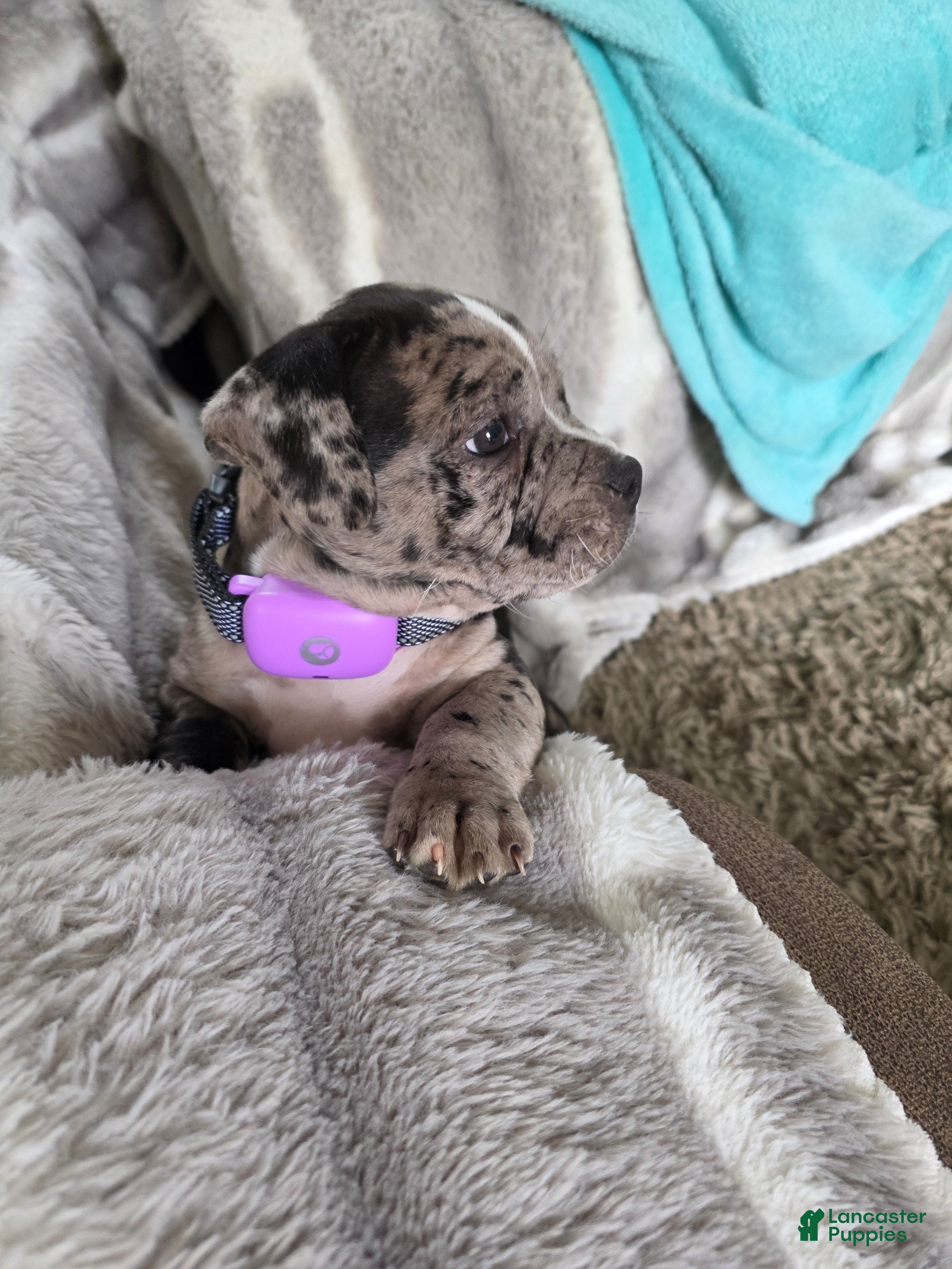 American Bully dogs Eclipse - Ad 23