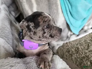 American Bully dogs Eclipse - Ad 41