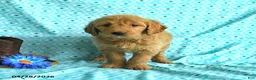 Goldendoodle dogs for sale: Monica - Ad 5