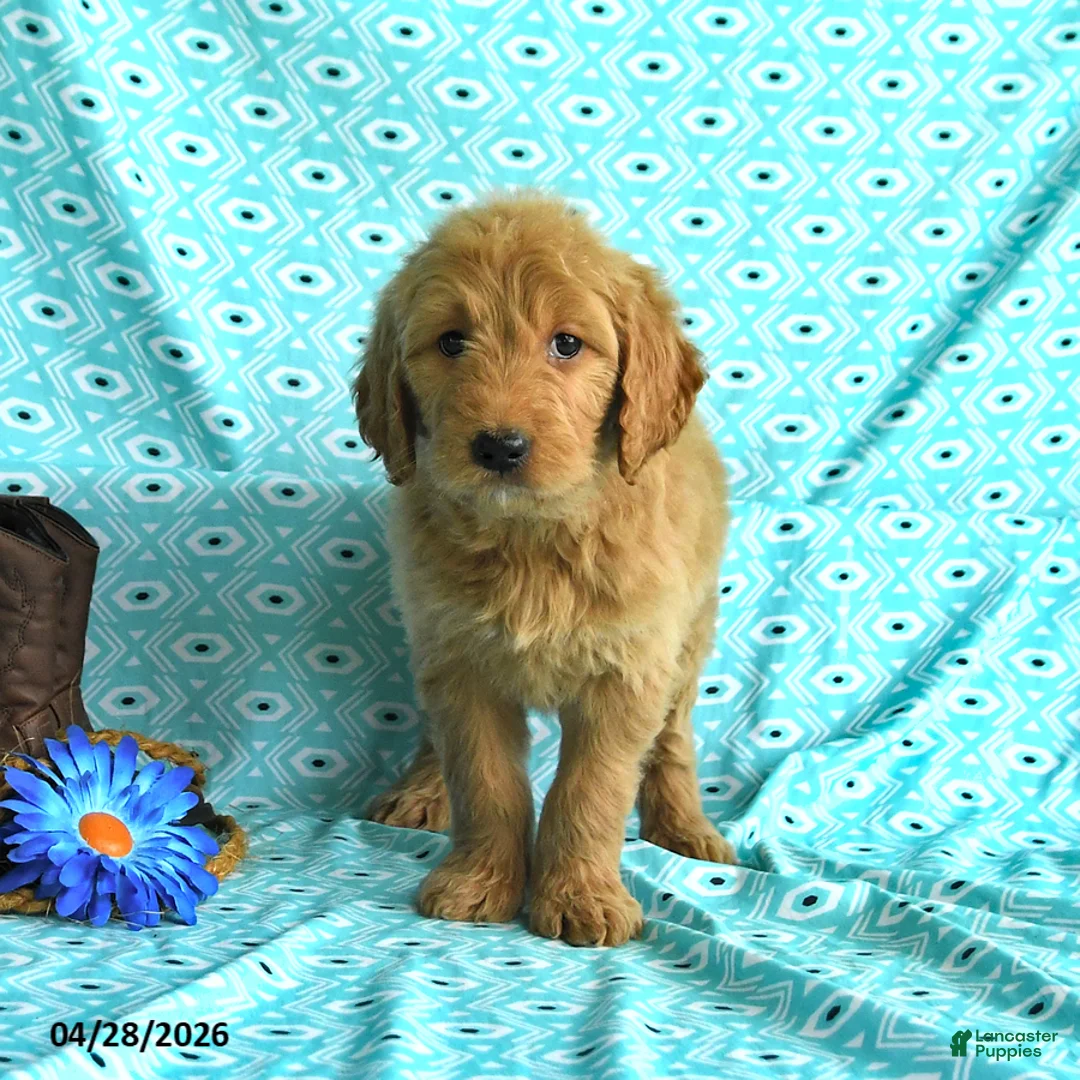 Goldendoodle dogs for sale: Monica - Ad 5