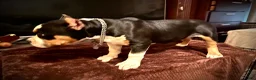 American Bully dogs for sale: American Bully Puppy 1 - Ad 17