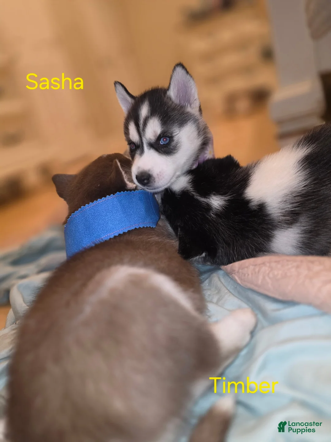 Siberian Husky dogs for sale: Sasha - Ad 5