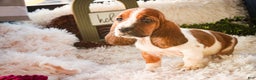 Basset Hound dogs for sale: Ainslie - Ad 2