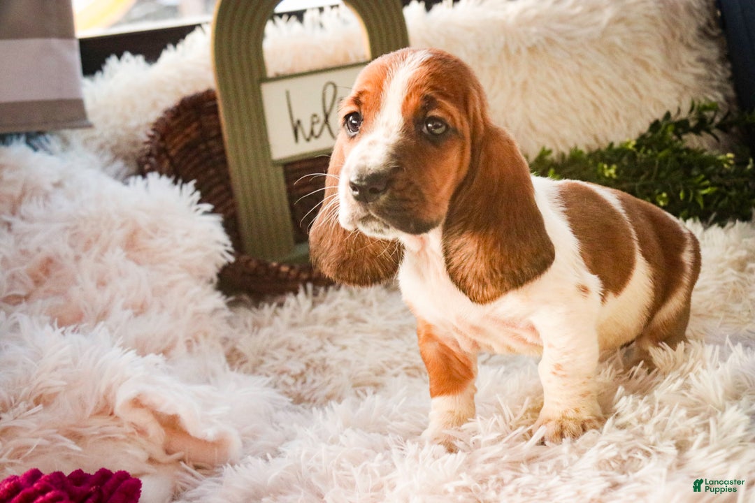 Basset Hound dogs for sale: Ainslie - Ad 2