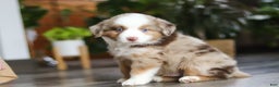 Miniature Australian Shepherd dogs for sale: Ferraro - Ad 6