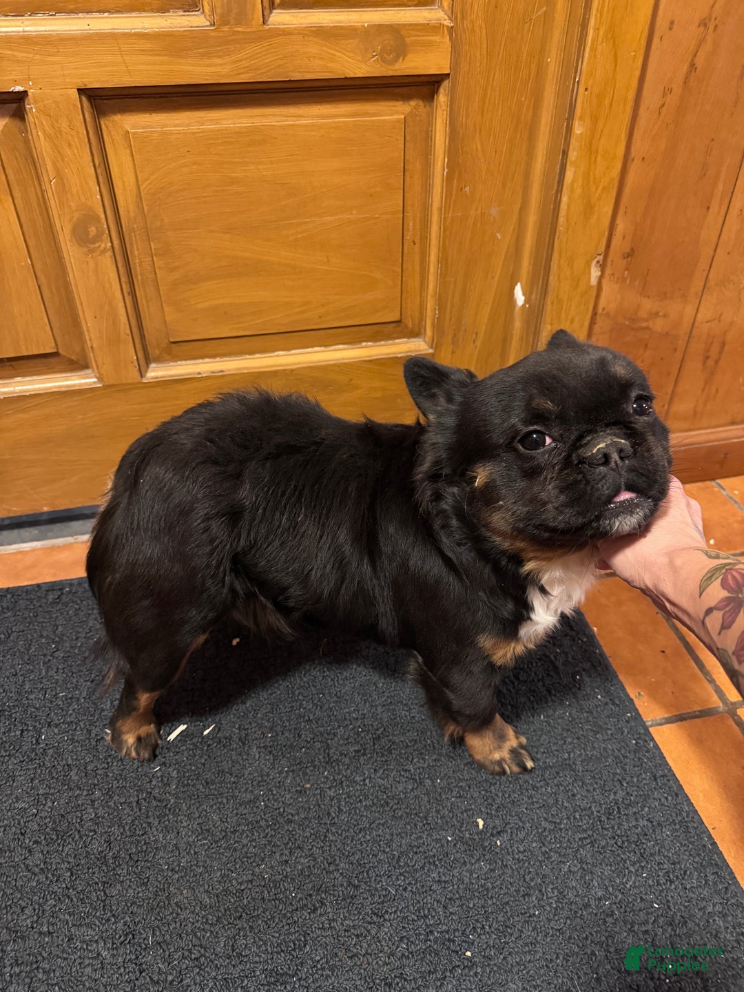 French Bulldog dogs for sale: Gus - Ad 3