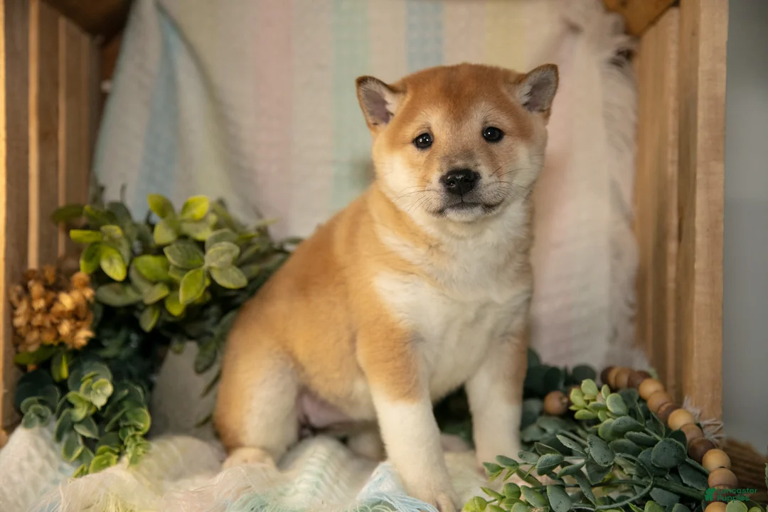 Shiba Inu dogs for sale: Faye - Ad 1