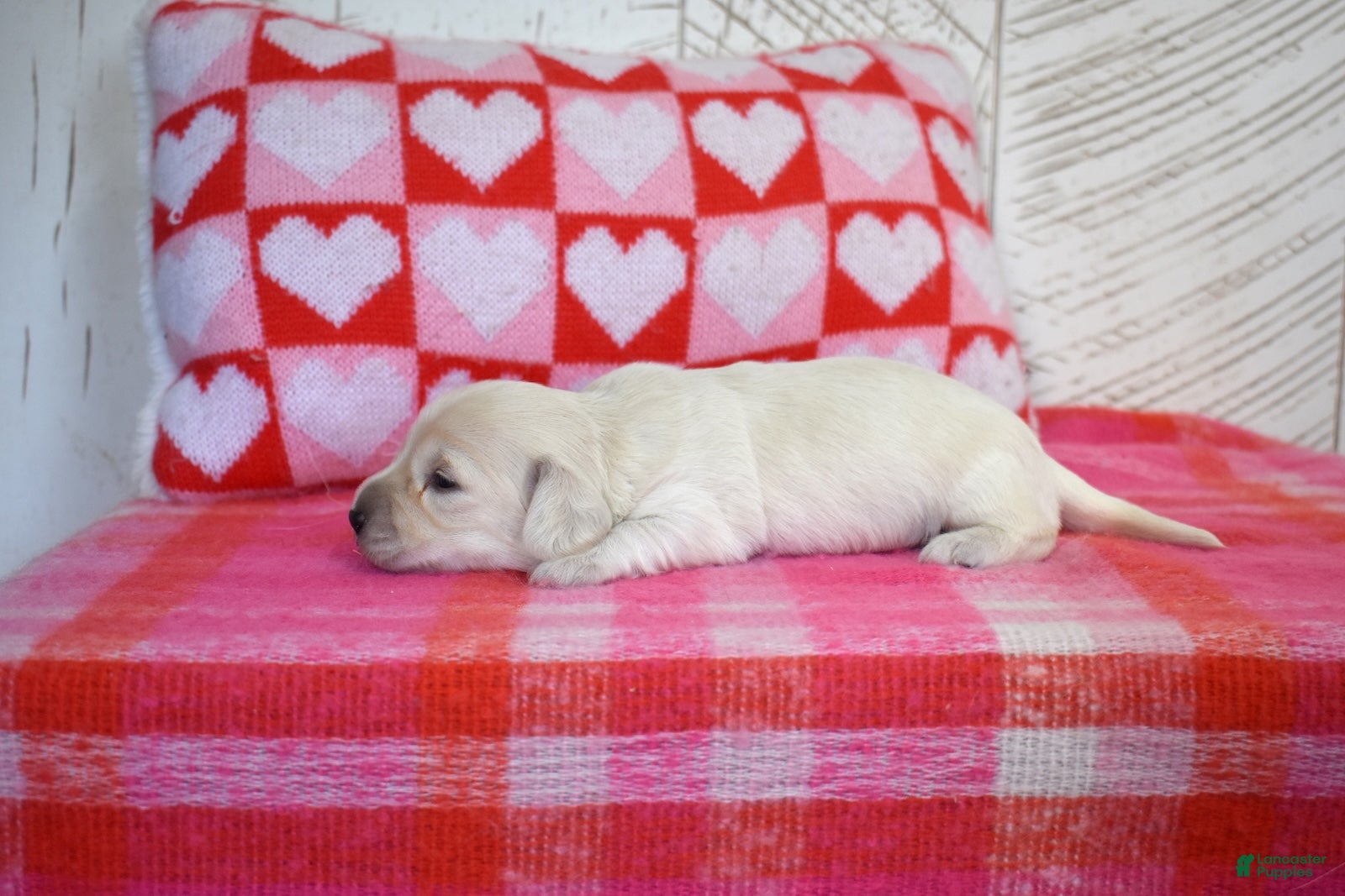 Miniature Dachshund dogs Sugar - Ad 2