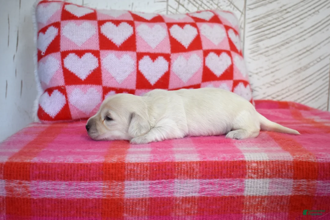 Miniature Dachshund dogs for sale: Sugar - Ad 2