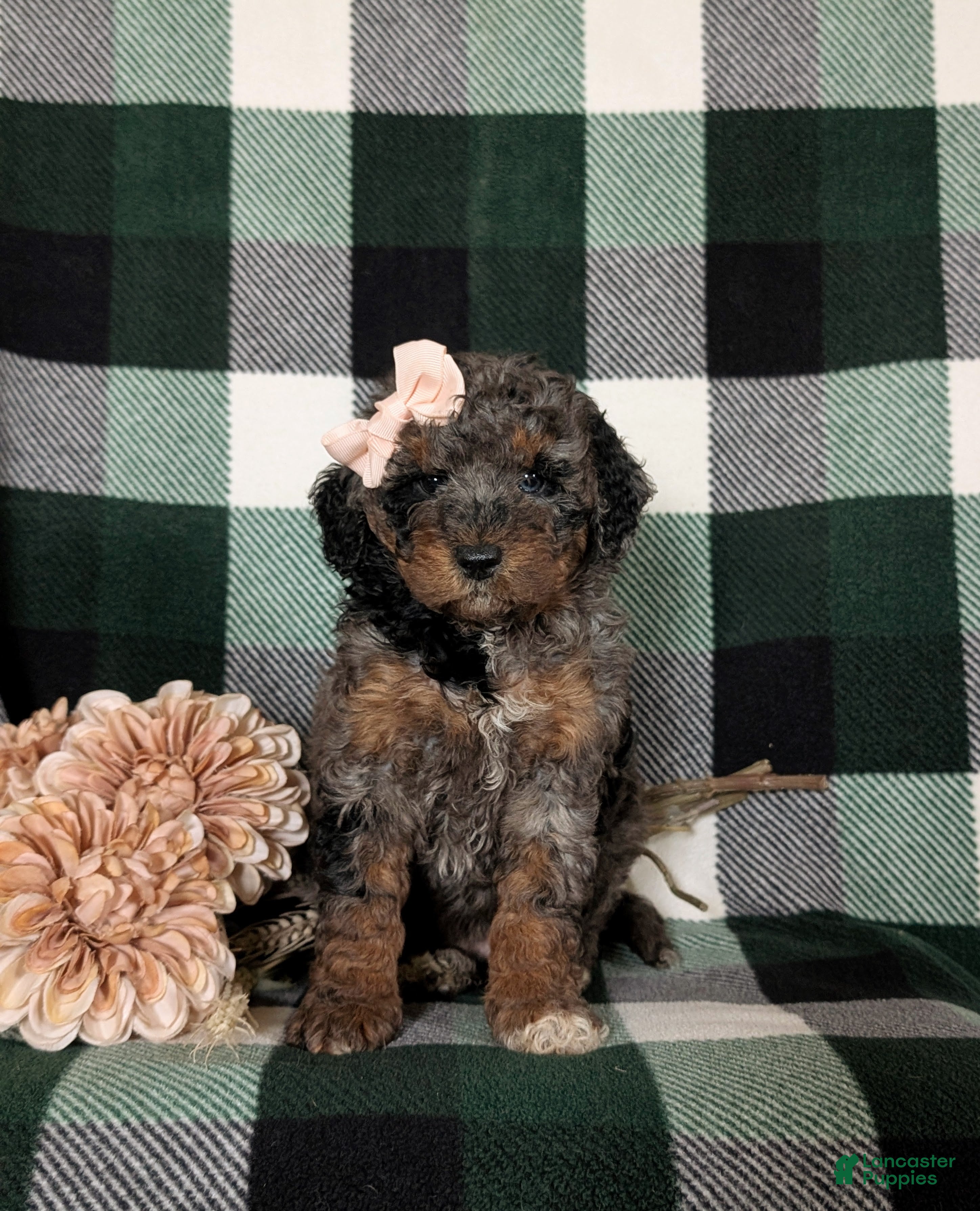 Miniature Poodle dogs Paislee - Ad 2