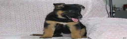 German Shepherd dogs for sale: Aspen  - Ad 6