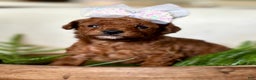 Toy Poodle dogs for sale: Wisper - Ad 2