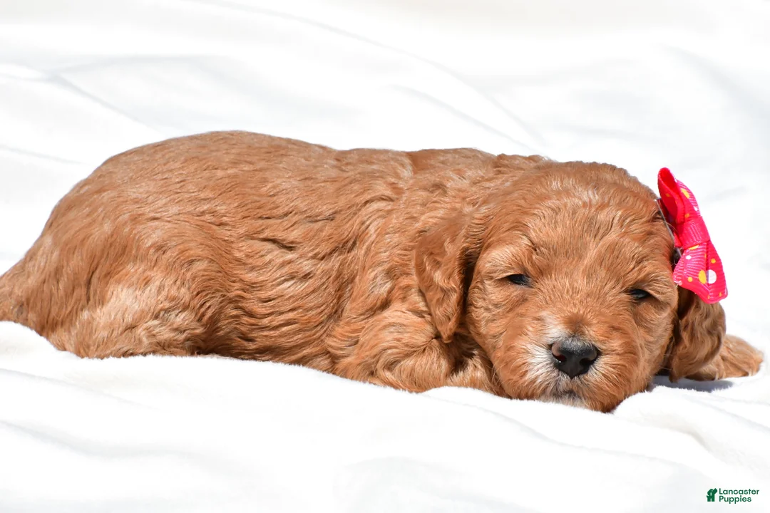 Mini Goldendoodle dogs for sale: Nova - Ad 2