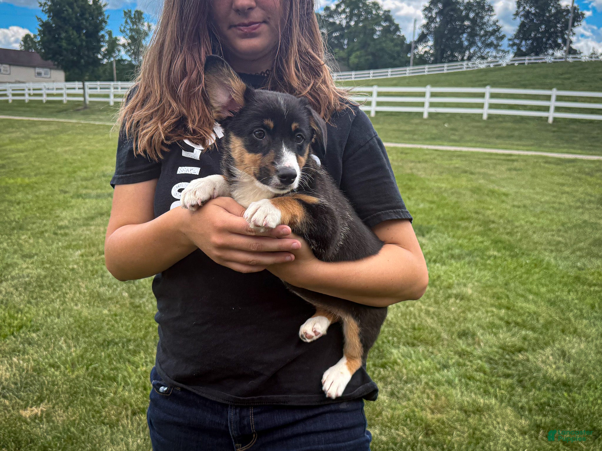 Mixed Breed dogs Winnie - Ad 2