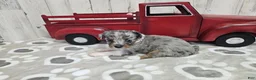 Mini Aussiedoodle dogs for sale: F1 Blueberry - Ad 3