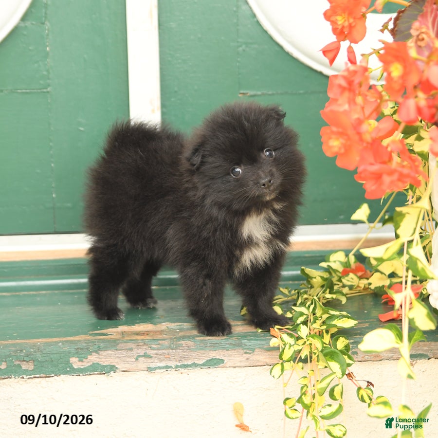 Pomeranian dogs Midnight - Ad 1
