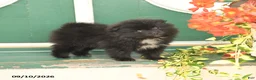 Pomeranian dogs for sale: Midnight - Ad 1