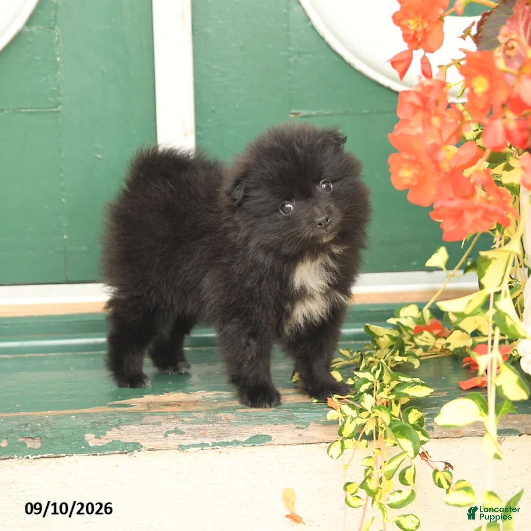Pomeranian dogs for sale: Midnight - Ad 1