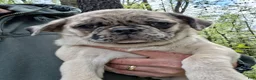 Pug dogs for sale: Darla - Ad 6