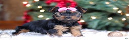 Yorkshire Terrier dogs for sale: Harper - Ad 4