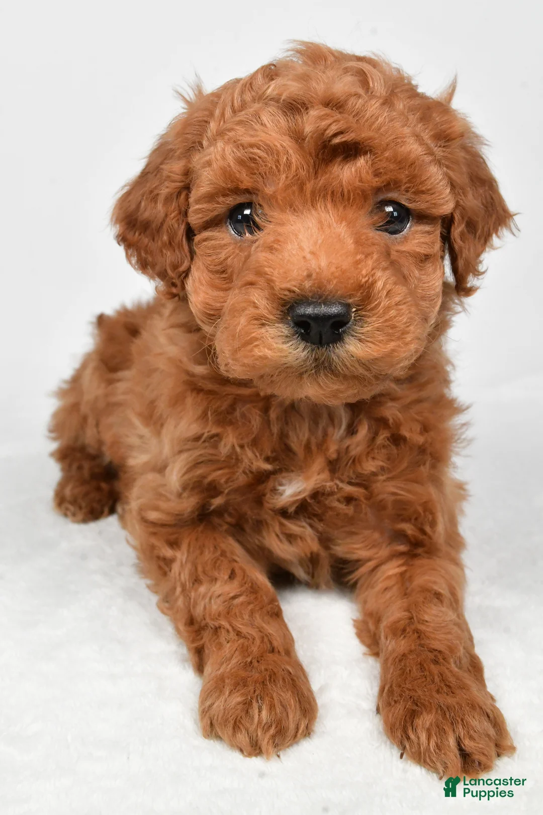 Miniature Poodle dogs for sale: Trevor  - Ad 6
