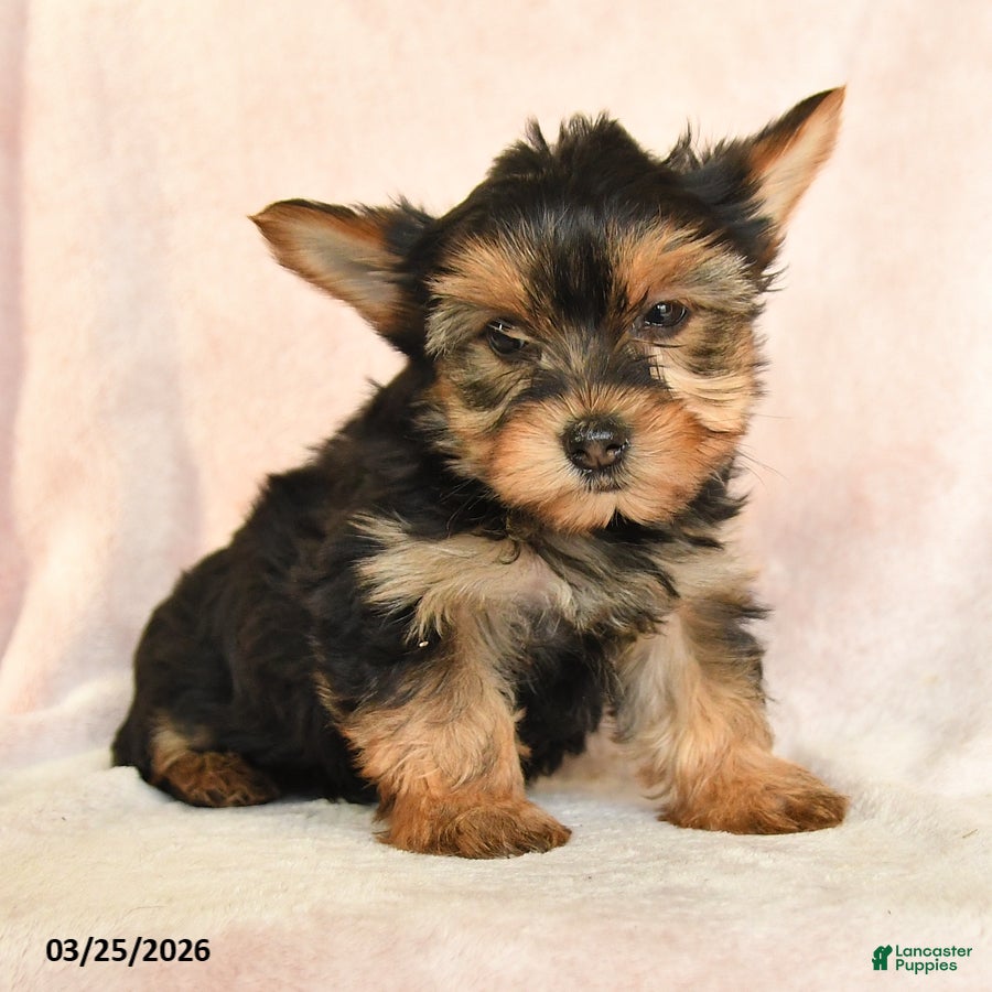 Yorkshire Terrier dogs Oscar - Ad 1