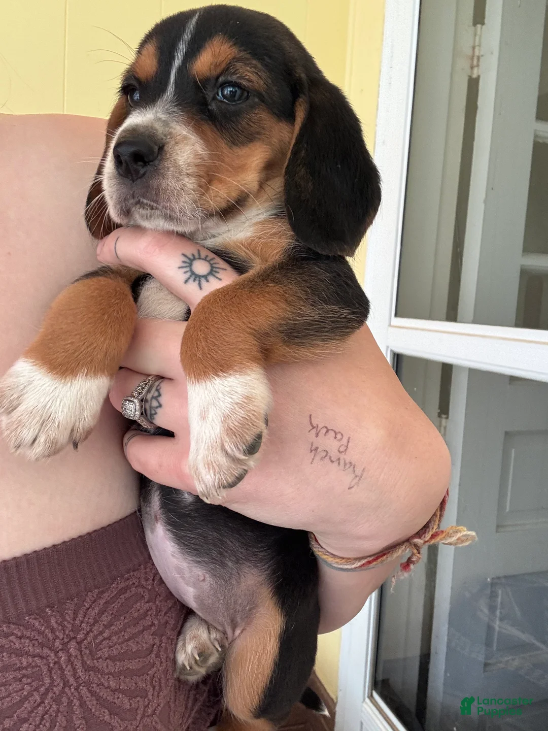 Beagle dogs for sale: Daisy - Ad 2