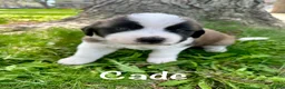 Saint Bernard dogs for sale: Cade - Ad 1
