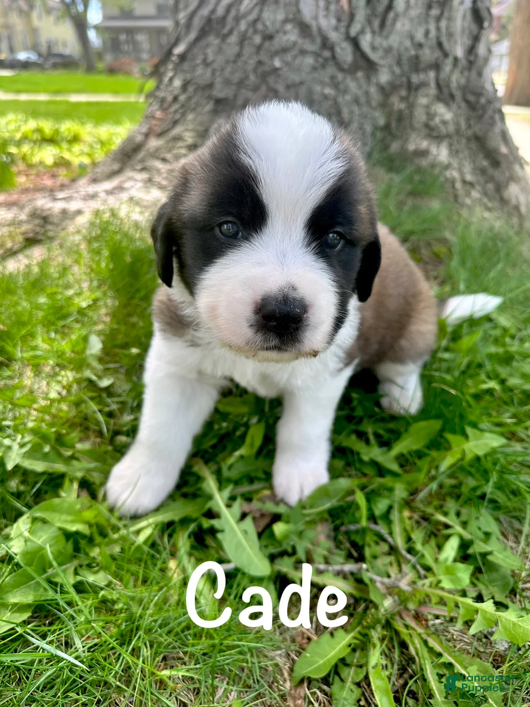 Saint Bernard dogs for sale: Cade - Ad 1