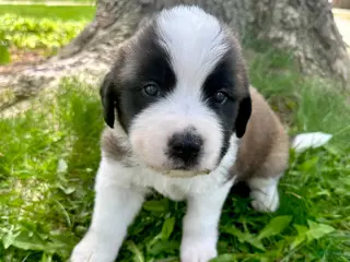 Saint Bernard dogs for sale: Cade - Ad 4