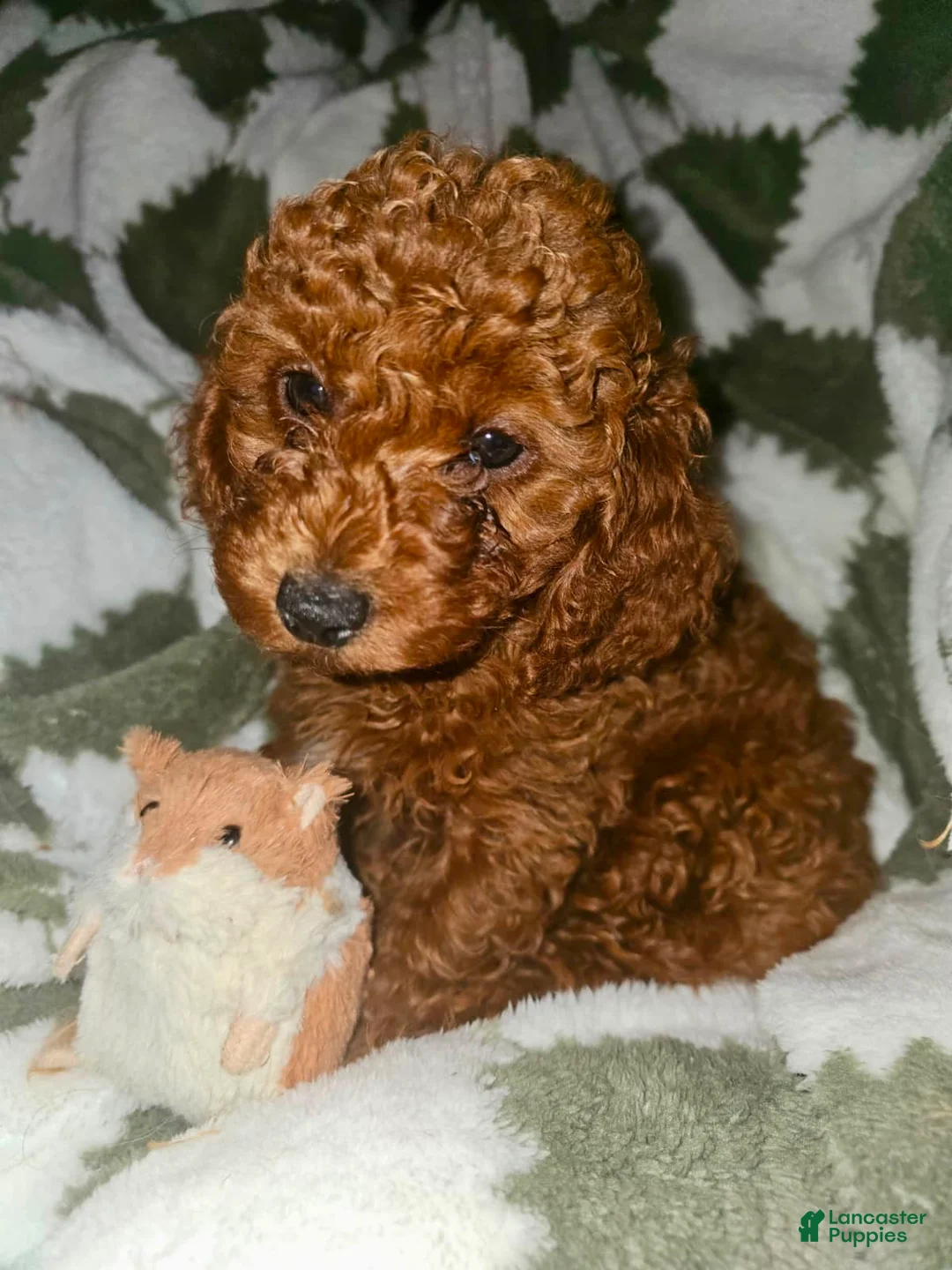 Toy Poodle dogs for sale: Harold - Potty and Crate Trained🐾 - Ad 8