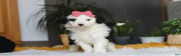Sheepadoodle dogs for sale: Mopsy - Ad 5