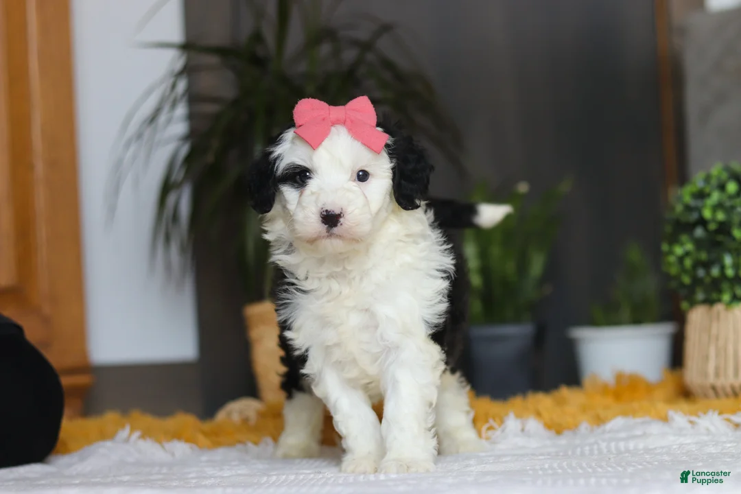 Sheepadoodle dogs for sale: Mopsy - Ad 5