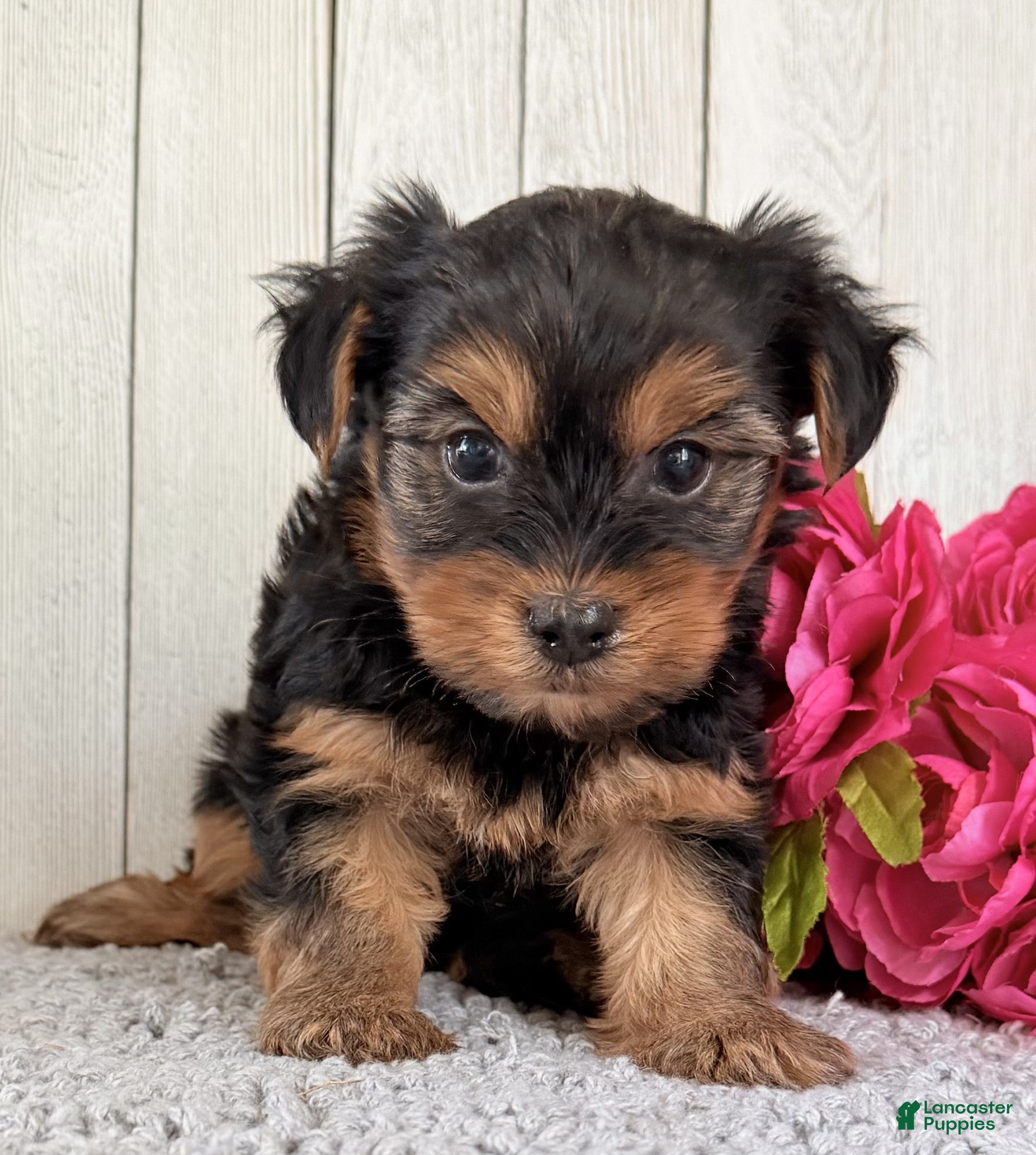 Yorkshire Terrier dogs Nova - Ad 2