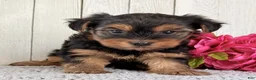 Yorkshire Terrier dogs for sale: Nova - Ad 2