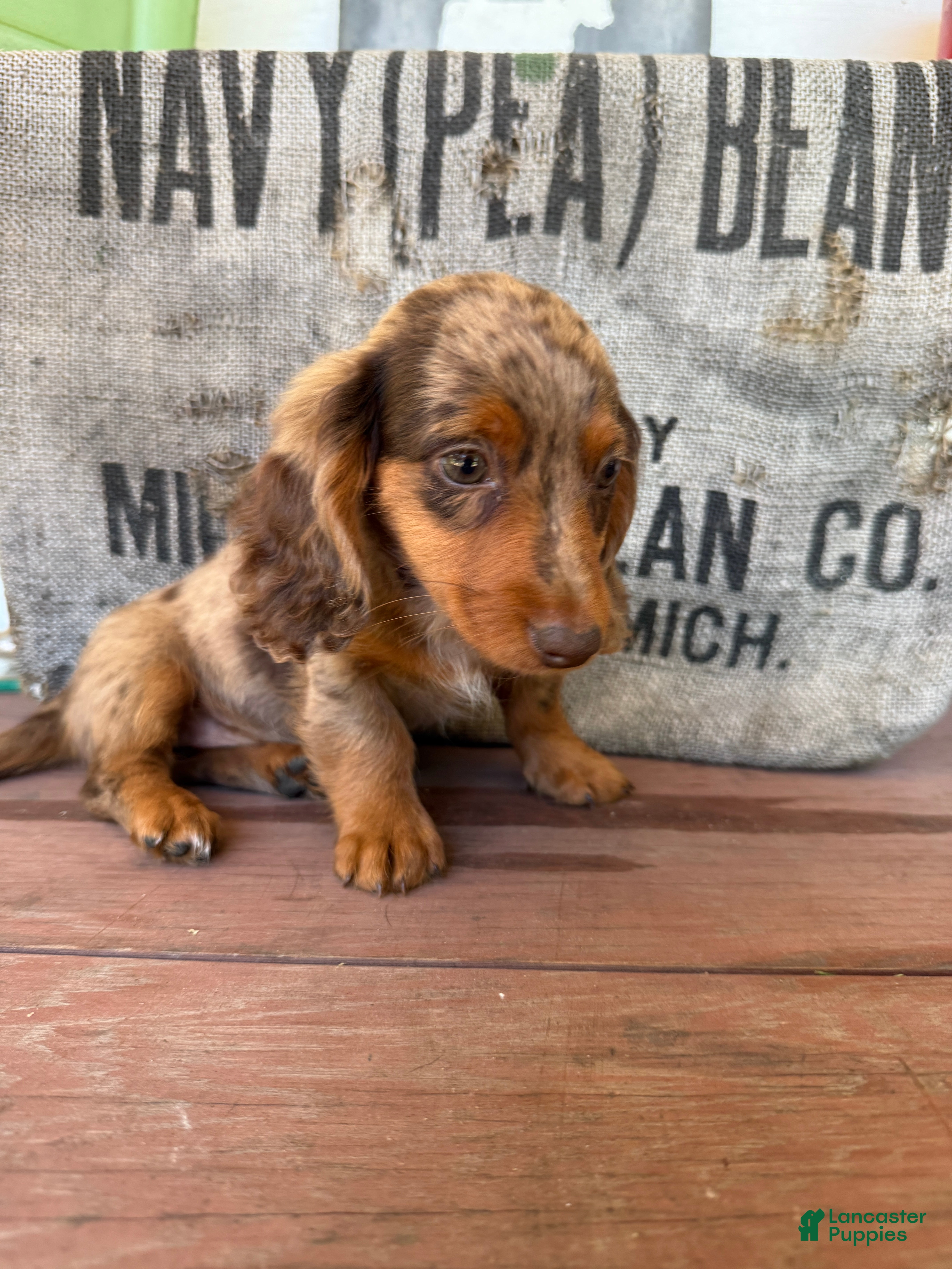Miniature Dachshund dogs Lucy - Ad 1