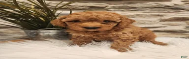 BREEZE - Mini Goldendoodle Puppy 9