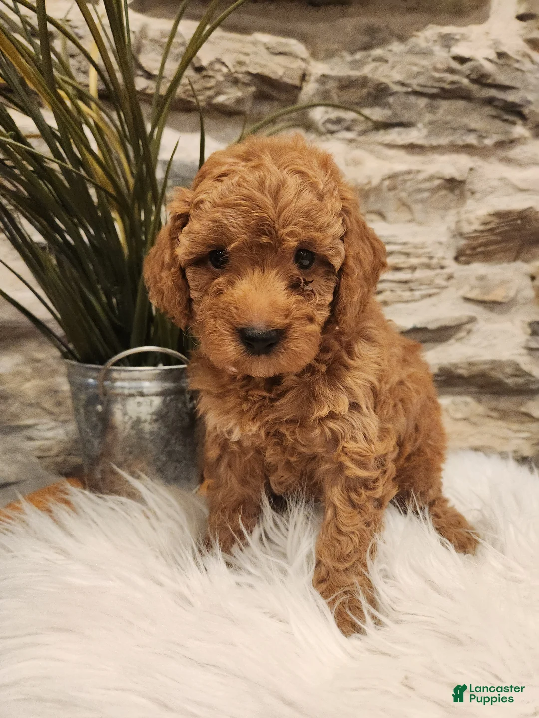 Mini Goldendoodle dogs for sale: BREEZE - Mini Goldendoodle Puppy 9 - Ad 1