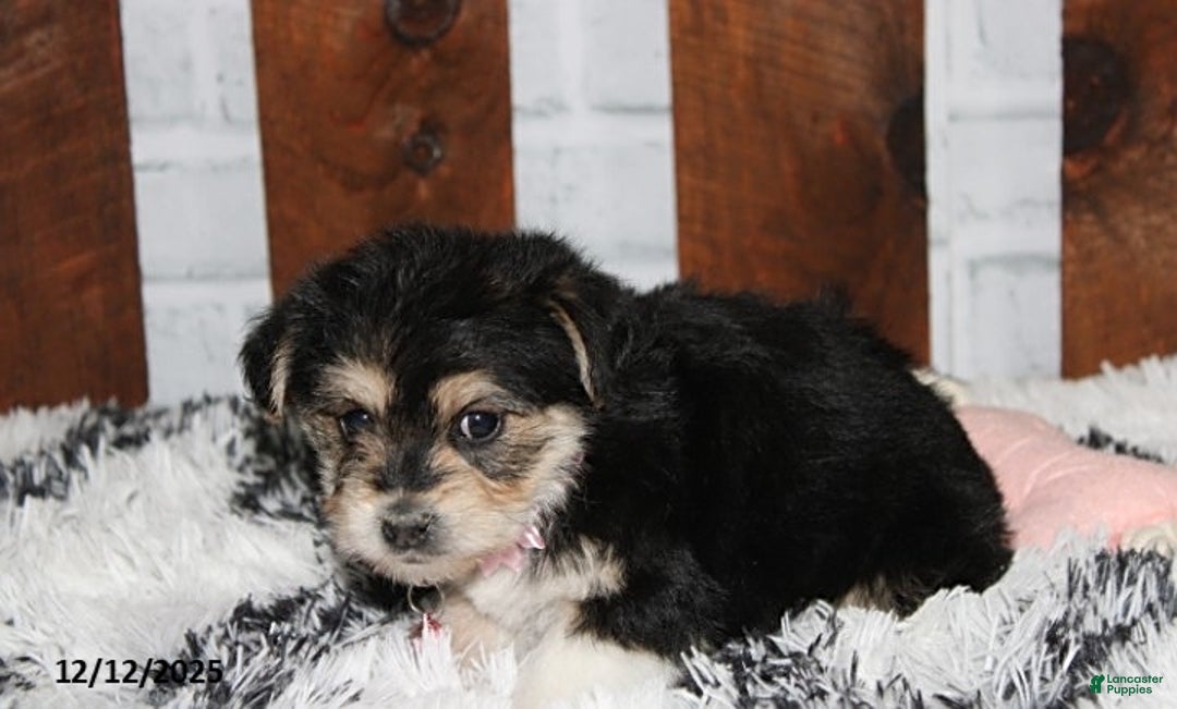 Yochon dogs for sale: Dolly - Ad 3