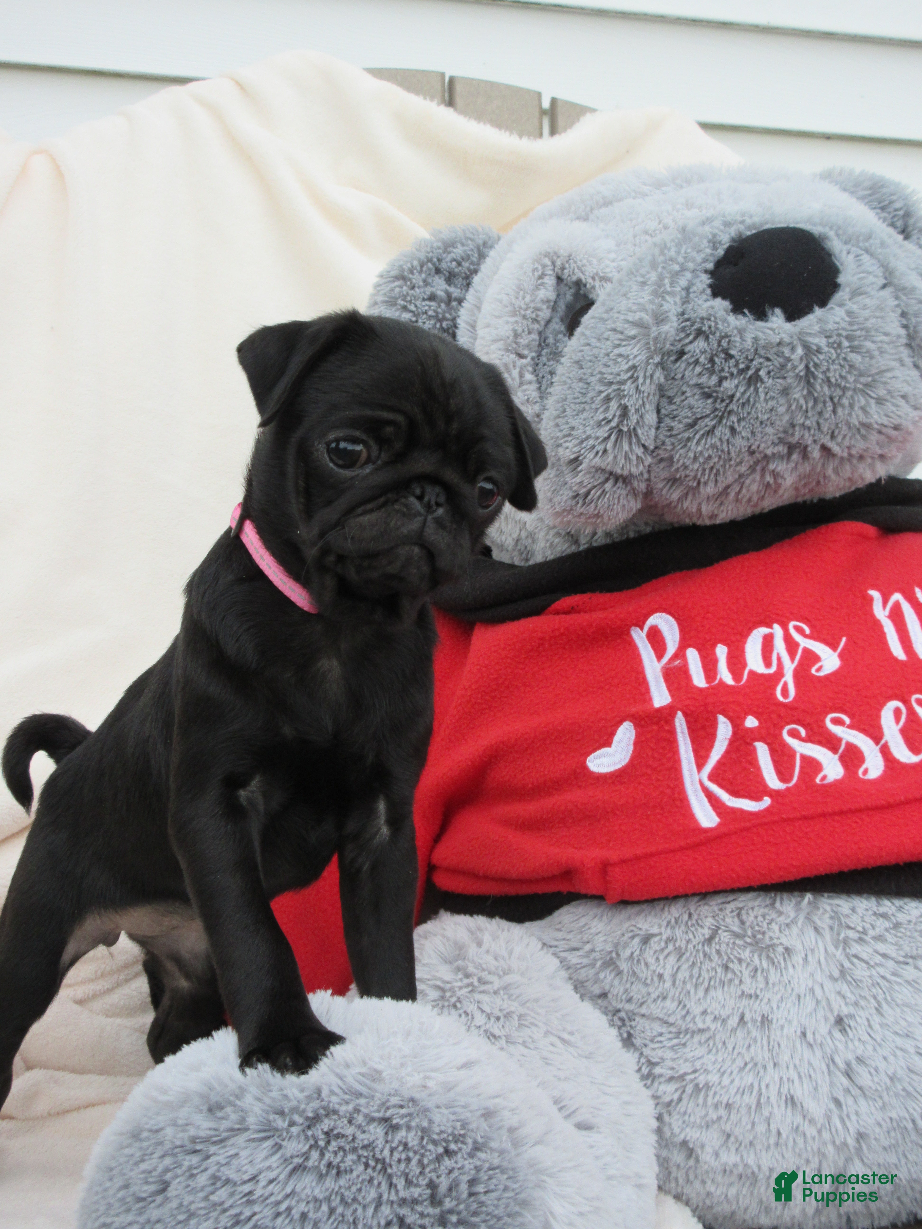Pug dogs Lexie - Ad 2