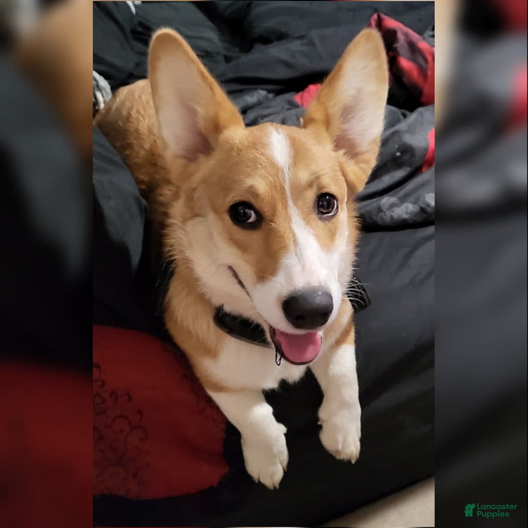 Gallery Image {{count}}