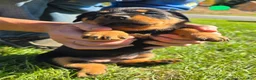Rottweiler dogs for sale: Rottweiler green male  - Ad 2