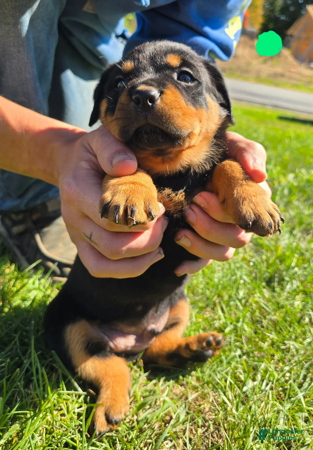Rottweiler dogs for sale: Rottweiler green male  - Ad 2