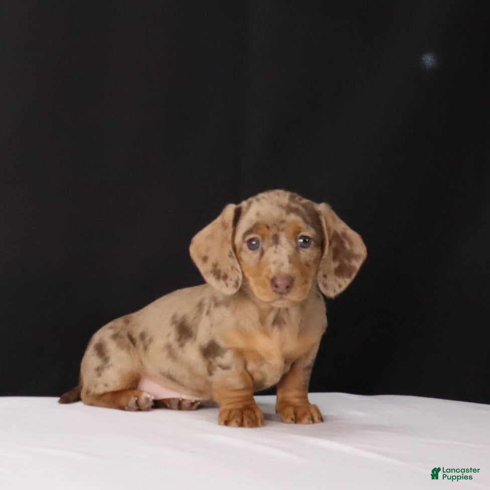 Dachshund dogs Twila - Ad 8