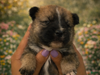 Mixed Breed dogs Axel - Ad 6