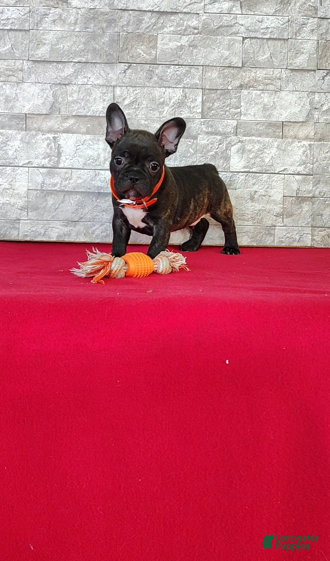 Frenchton dogs Brady - Ad 1