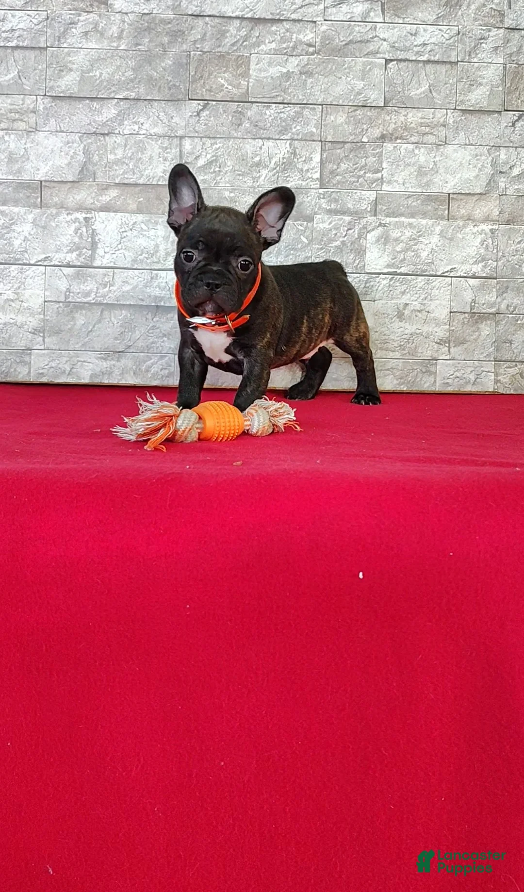 Frenchton dogs for sale: Brady - Ad 1