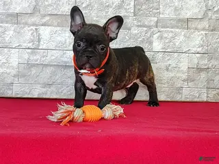 Frenchton dogs for sale: Brady - Ad 1