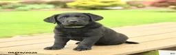Labrador Retriever dogs for sale: Barney - Ad 4