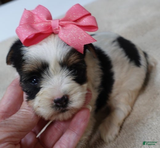 Yorkshire Terrier dogs Lexiea - Ad 37